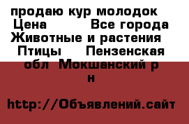 продаю кур молодок. › Цена ­ 320 - Все города Животные и растения » Птицы   . Пензенская обл.,Мокшанский р-н